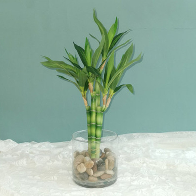Aquarium Plant Nursery - New 40cm Artificial Lucky Bamboo Succulent