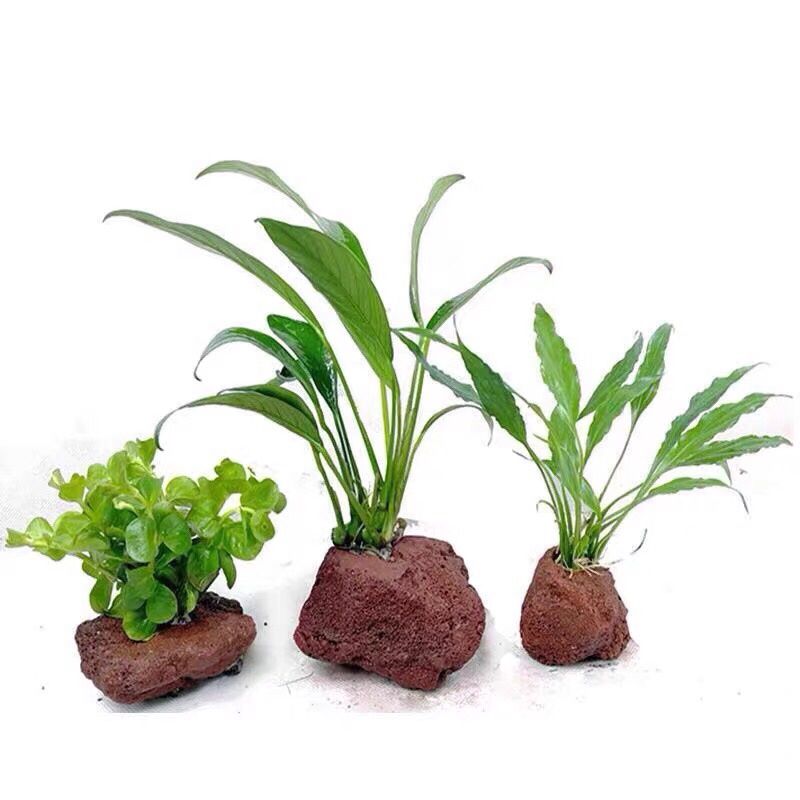 Open Hole Rock Fish Shrimp She - Planted Aquarium With Rocks recension och pris