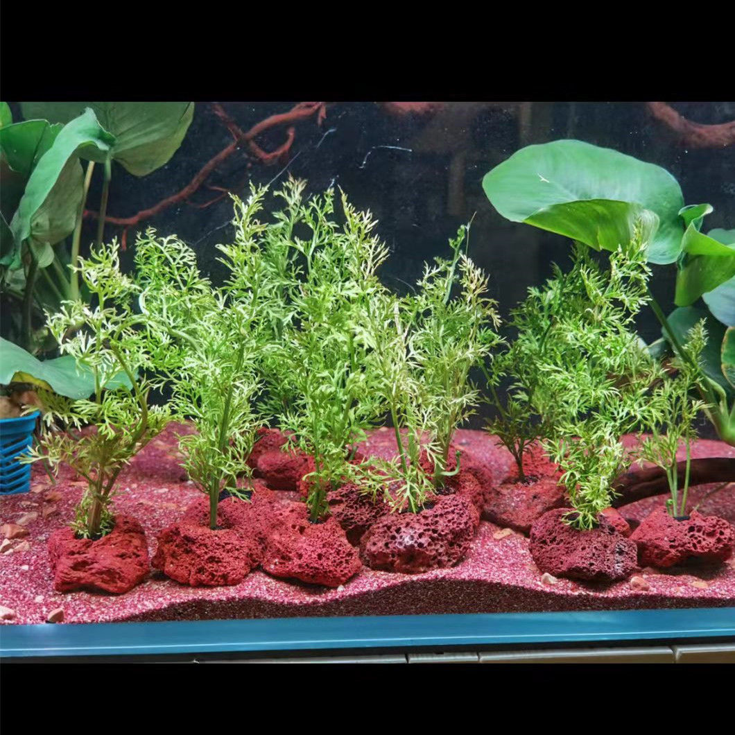 Open Hole Rock Fish Shrimp She - Planted Aquarium With Rocks recension och pris