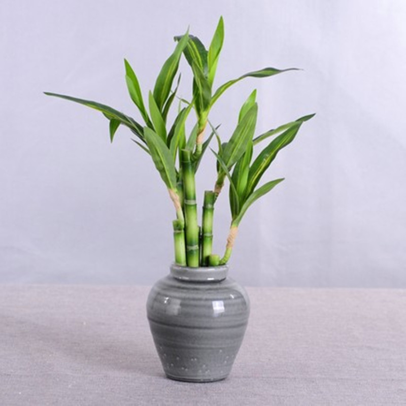 New 40cm Artificial Lucky Bamb - Aquarium Plant Nursery recension och pris