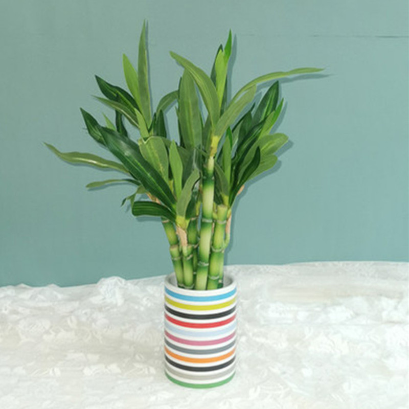 New 40cm Artificial Lucky Bamb - Aquarium Plant Nursery recension och pris