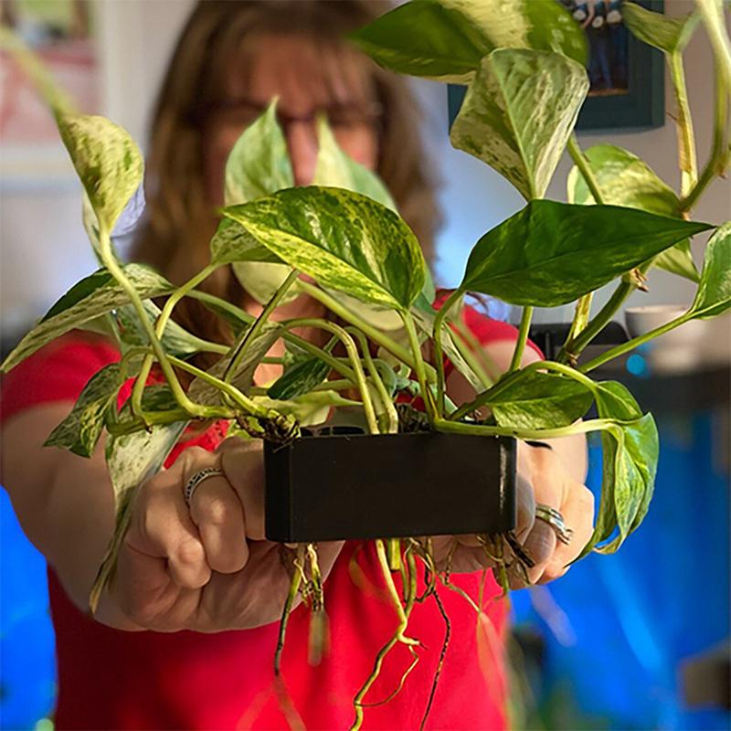 1 2 3Pcs Aquarium Plant Suppor - Aquarium Planted Setup recension och pris