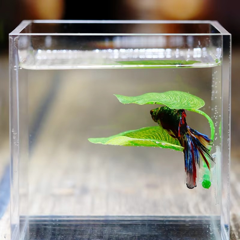 Betta Fish Rest Aquarium Leaf  - Planted Aquarium For Betta recension och pris