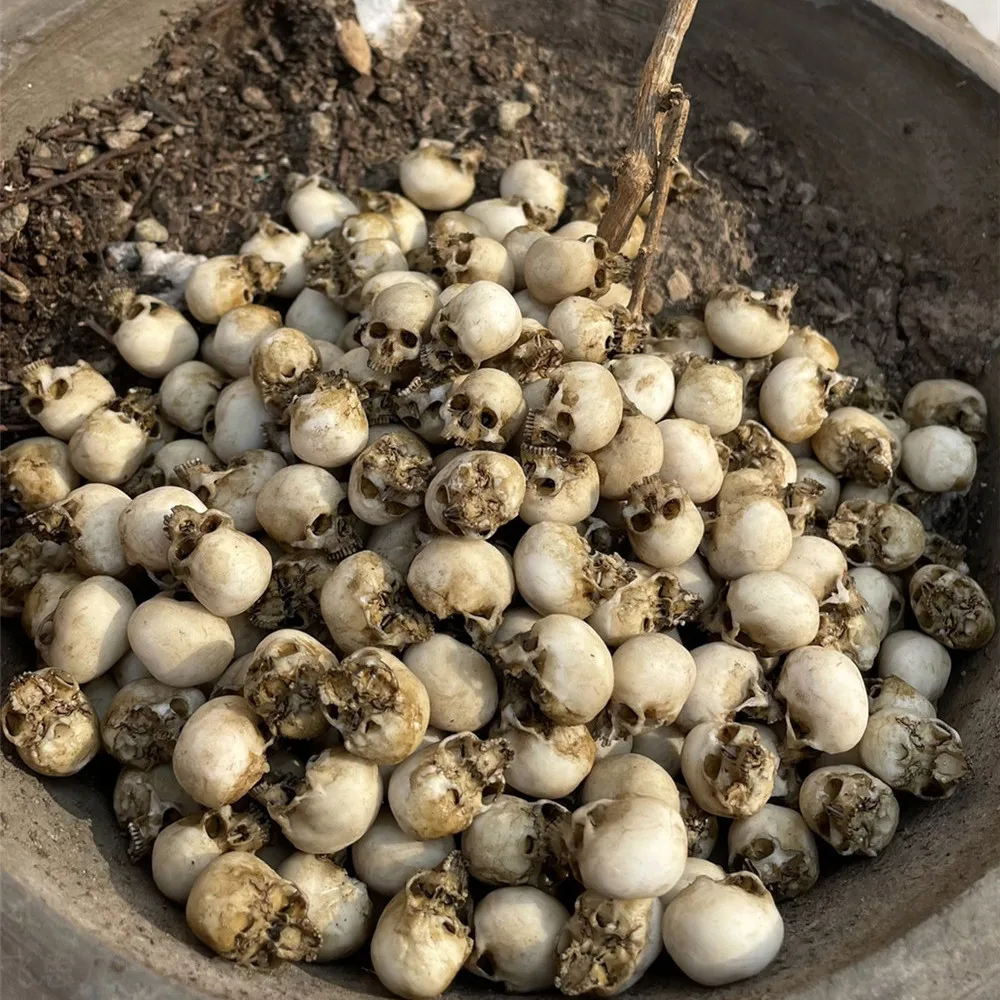 Mini Skull High Quality Miniat - Aquarium Plant Nursery recension och pris