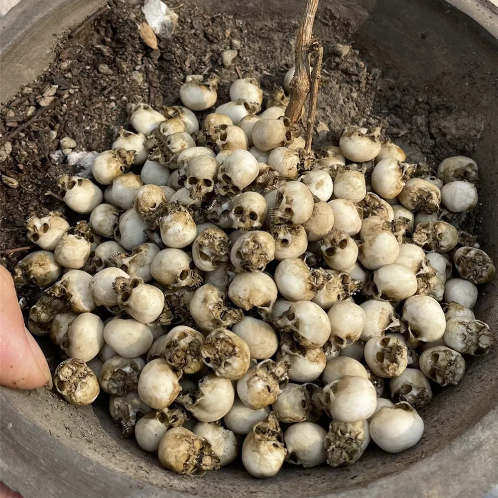 Mini Skull High Quality Miniat - Aquarium Plant Nursery recension och pris
