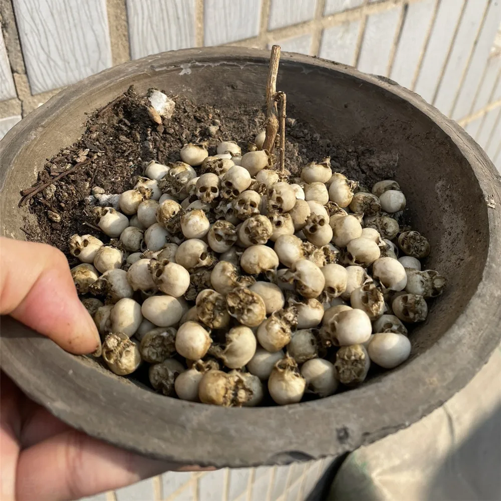 Mini Skull High Quality Miniat - Aquarium Plant Nursery recension och pris